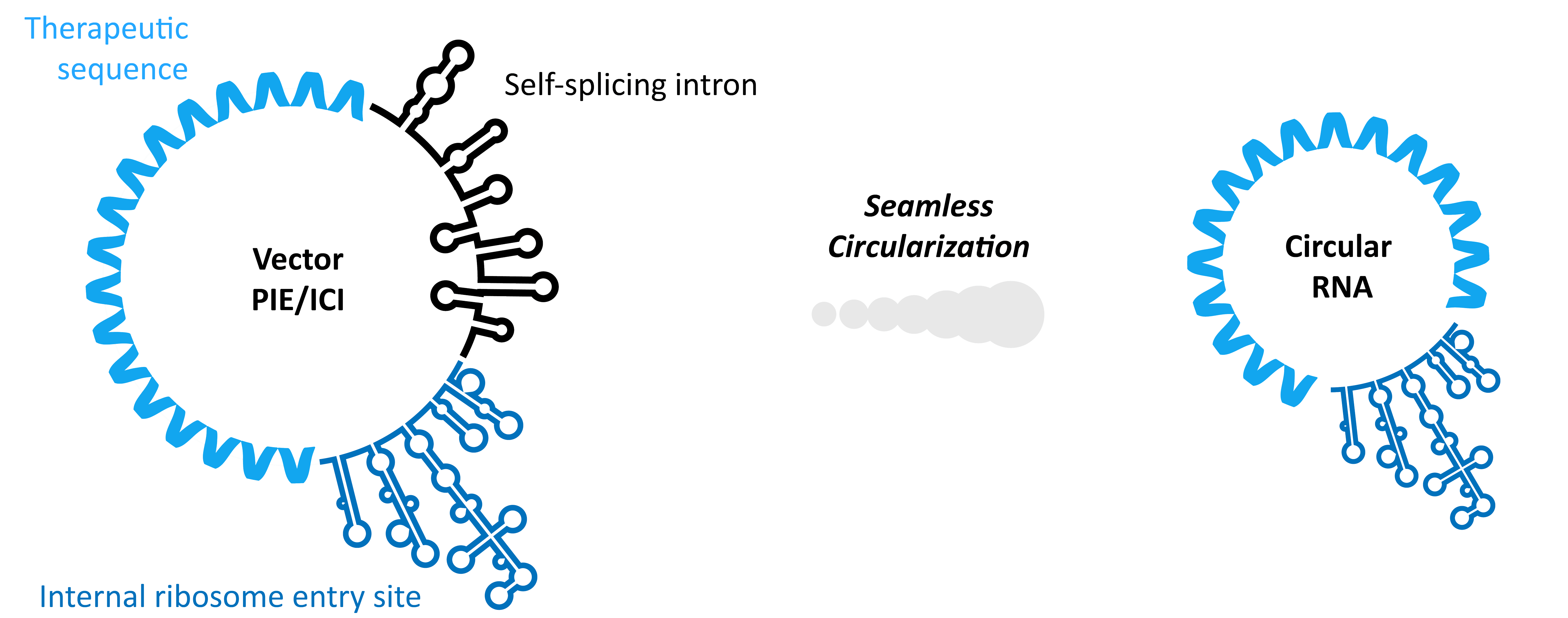 Circular RNA Diagram